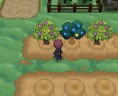 PokémonXY Mutation des arbres à baies