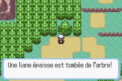 Une liane pend d'un arbre…