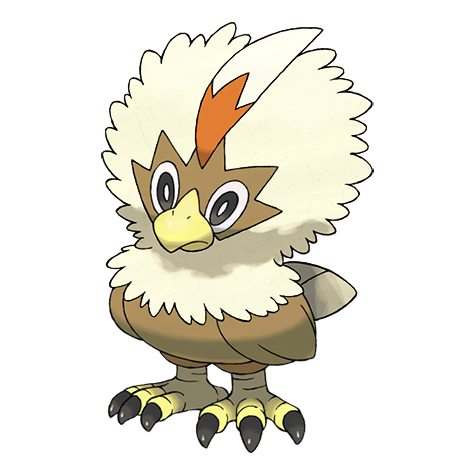 Rufflet variocolor